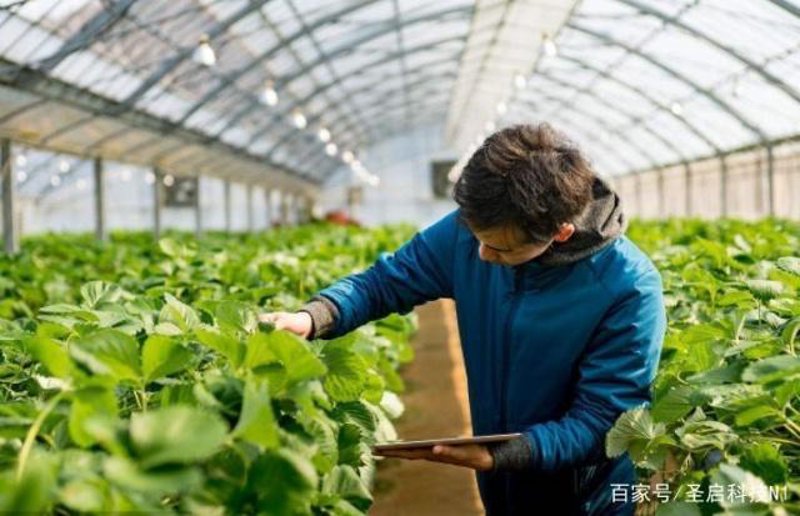 农业物联网：开启智慧耕作新时代